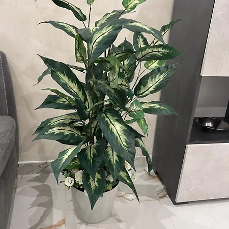 Vatican Splendid Dream * Róma